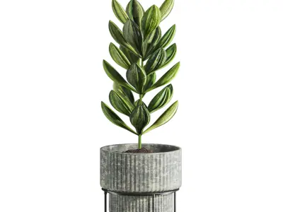Plants  3D model purchase