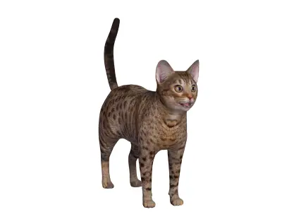 Ocicat Low-poly 3D model