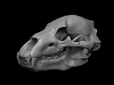 Bear Skull 3D model