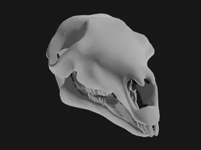 Kangaroo skull 3D model
