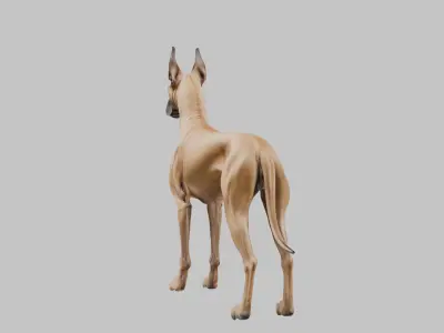 A majestic Great Dane Low-poly 3D model
