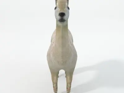 Llama alpaca Low-poly 3D model