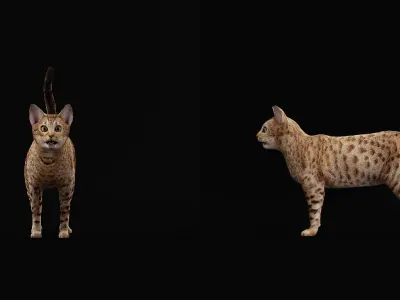 Ocicat Low-poly 3D model