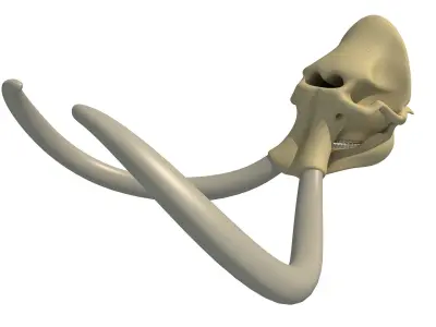 Woolly Mammoth Skull 3D model