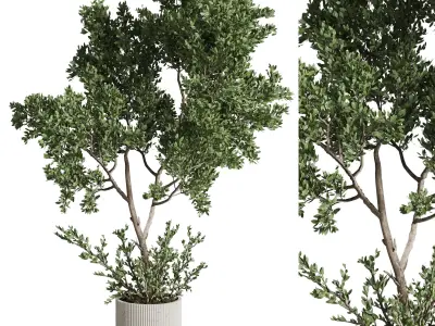 Collection  indoor plant set 05