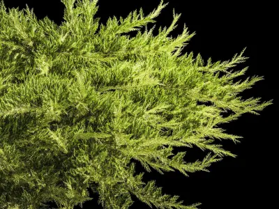 Juniper and thuja bushes for landscape design 1164 3D model