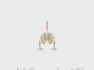 Realistic Peacock Skeleton 3D Model Low-poly 3D model