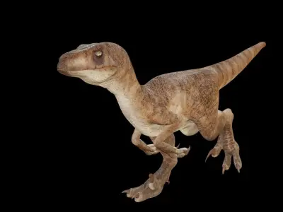 Raptor 3D model