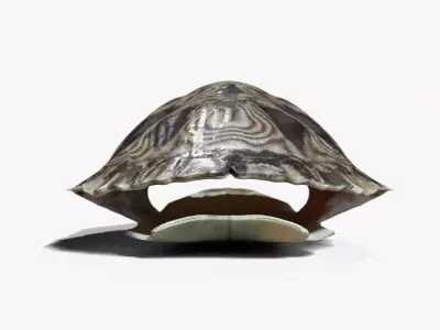 Painted Turtle Shell 3D model