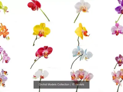 Orchid Models Collection