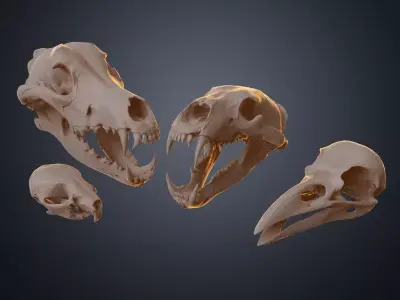 Realistic Animal Skull Collection 3D print model