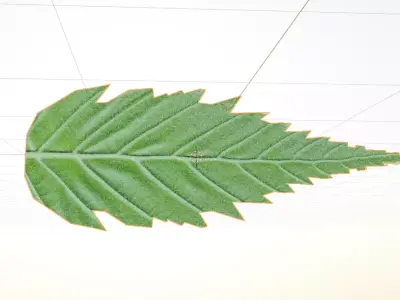 Leaf sample Free 3D model