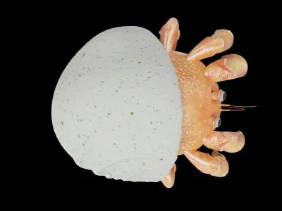Hrrmit crab 3D Model 3D model