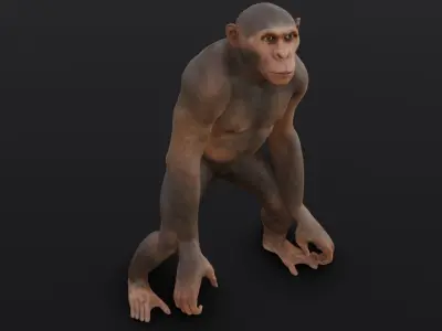 Animated Monkey 3D Model Low-poly 3D model