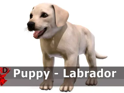 Puppy - Labrador Low-poly 3D model