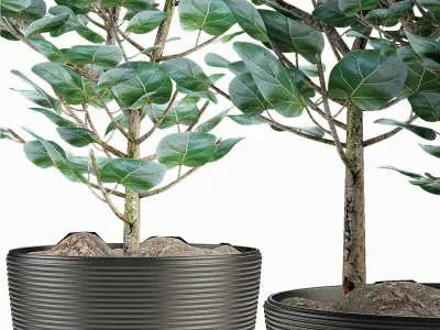 Exotic Plants 3D model