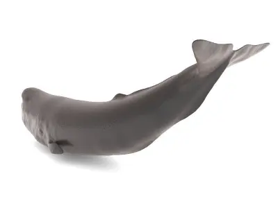 Sperm Whale 3D model