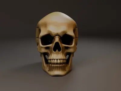 Skull human Free 3D model