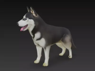 Siberian Husky Dog 3D Model 3D model