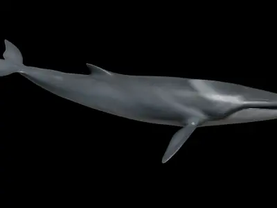 Fin whale Low-poly 3D model