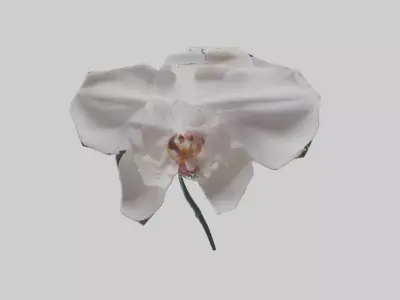 Orchid model 3D model