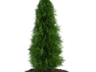 Thuja Thuja koraiensis 3D model