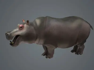 Realistic Hippos African Hippos herbivores African animal 3D model