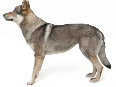 Eurasia Wolf Low-poly 3D model