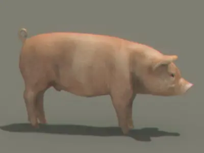 Farm Pig 3D model