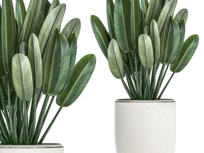 Decorative plants in a white pot for the interior 490 3D model