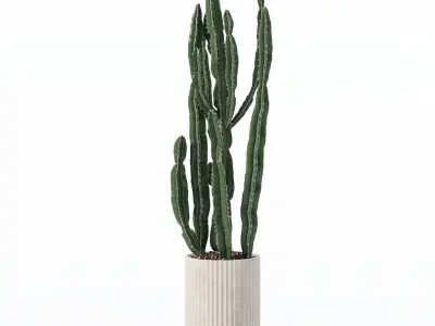 Euphorbia candelabrum in modern flower pot 3D model