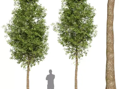 Tree Set 02 3D model