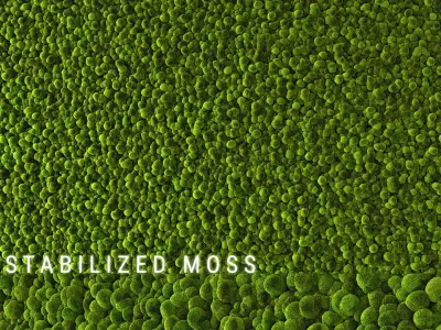 Stabilized Moss 2 3D model