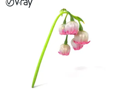Bicolor Lily of the Valley model pack Low-poly 3D model