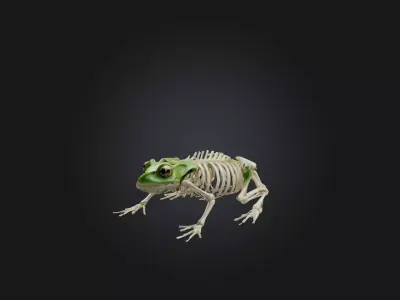 Realistic Frog Skeleton Model Low-poly 3D model