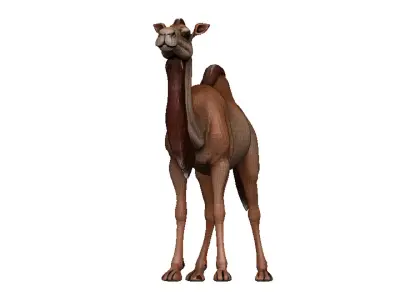 Camel Low-poly 3D model 12