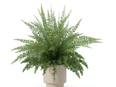 Fern in modern flower pot 3D model