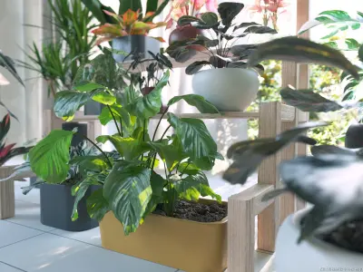 Maxtree Plant Models Vol 62 - Mesh 3D model