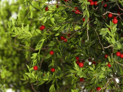 Plant Collection 03 3D model