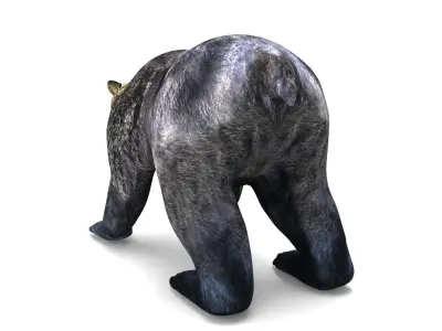 3D Model Black Bear Rigged and animated  Low-poly 3D model