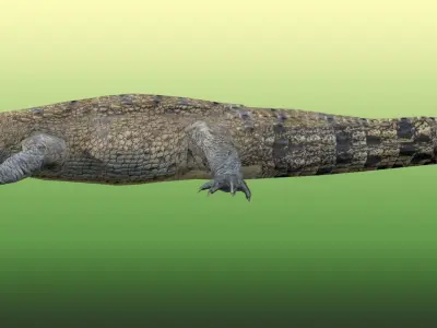 Crocodile Rigged Low-poly 3D model