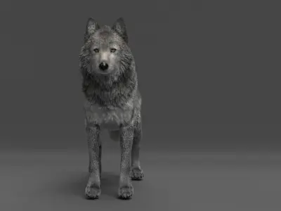 Wolf hair making 3D model