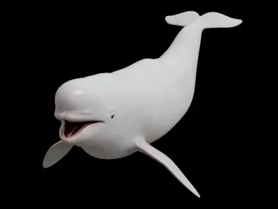 White whale beluga Low-poly 3D model