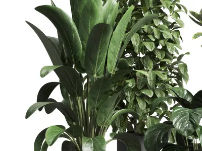  indoor plant 216 ficus rubbery bush cactus concrete vase 3D model