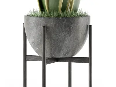 House Plant 25 3D model