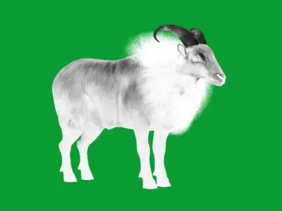 Himalayan Tahr Wild Goat Low-poly 3D model