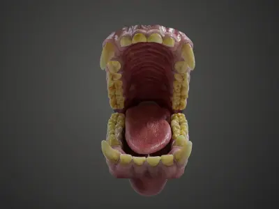 Gorilla Oral Cavity VFX Grace 3D model