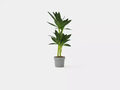 Dracaena Janet Lind Low-poly 3D model
