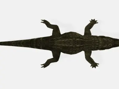 alligator 3D model