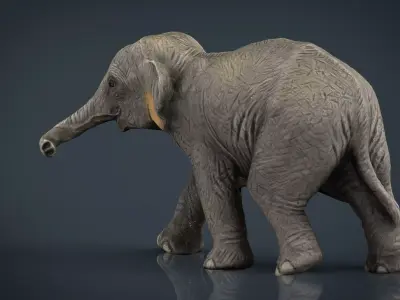 Asian Elephant Babe Low-poly 3D model